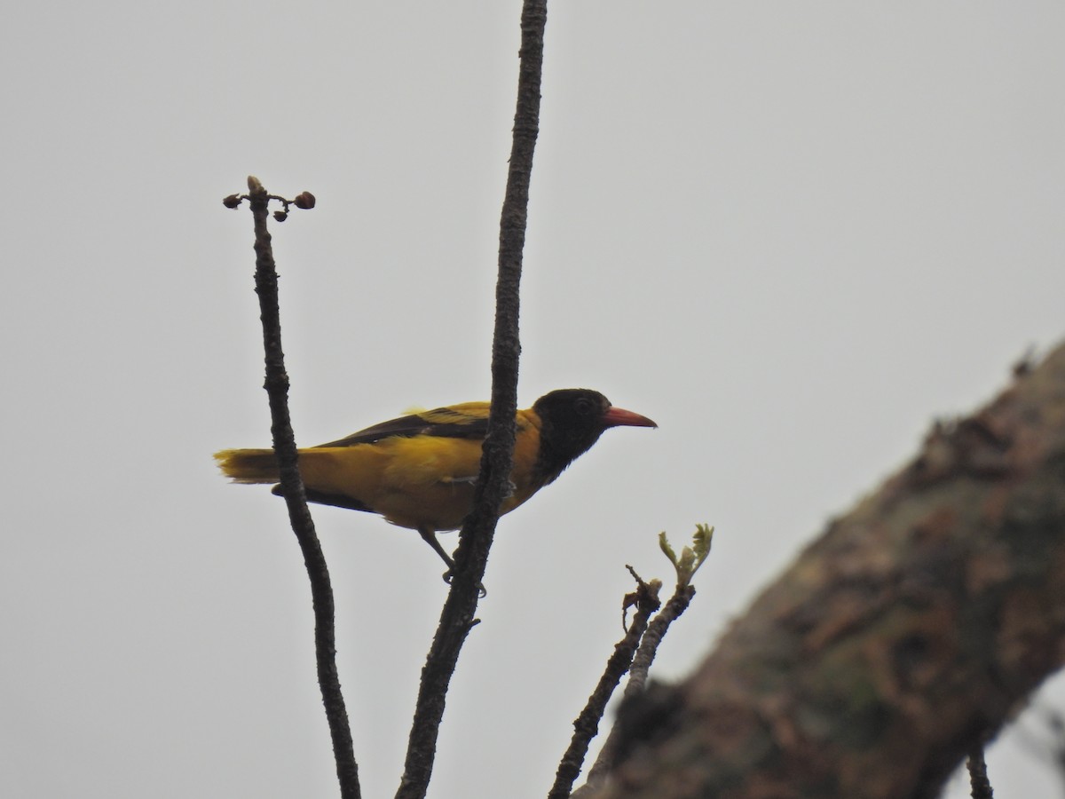 Black-hooded Oriole - ML620250660