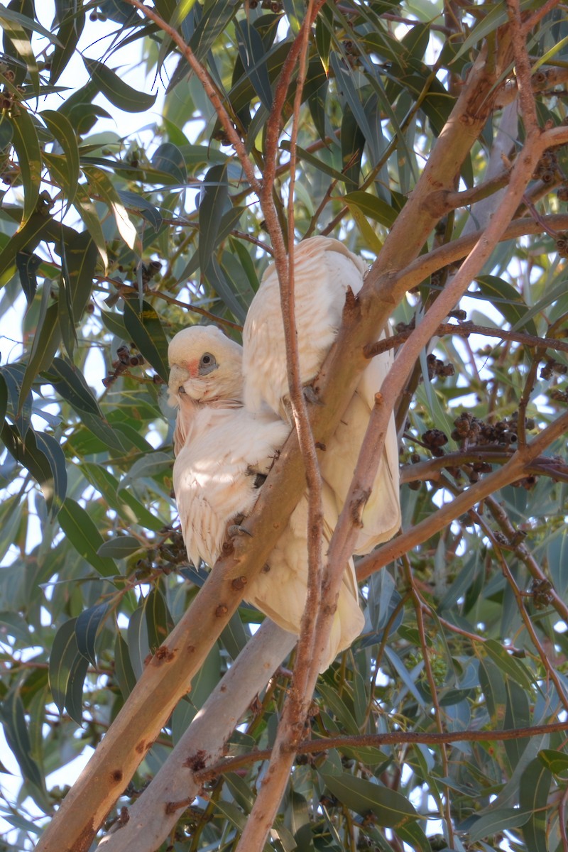 Cacatúa Sanguínea - ML620250662