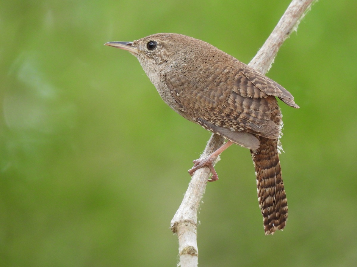 House Wren - ML620250667