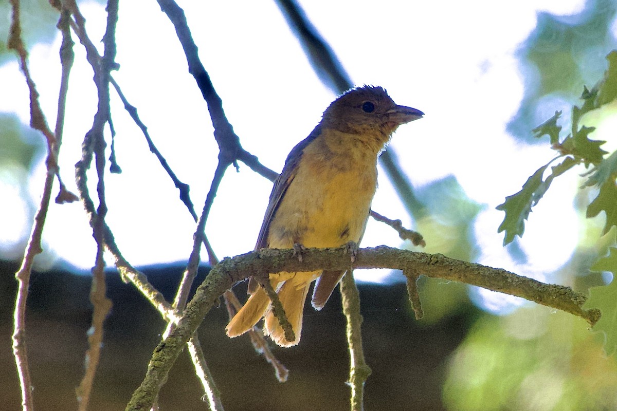 Summer Tanager - ML620250672