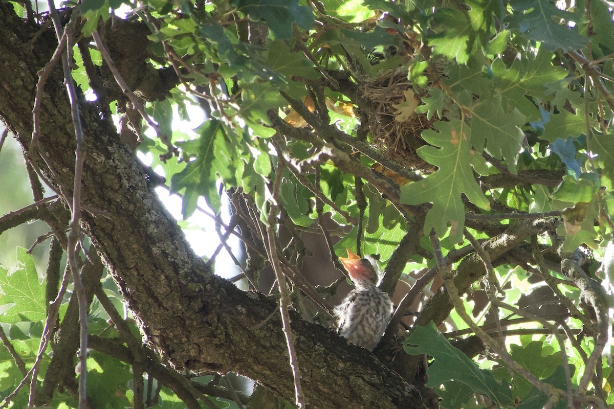 Summer Tanager - ML620250674