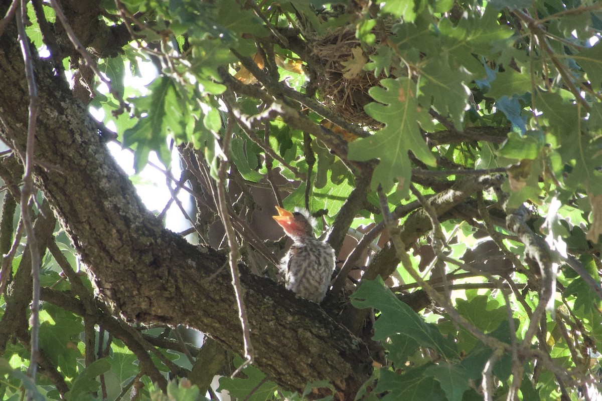 Summer Tanager - ML620250676