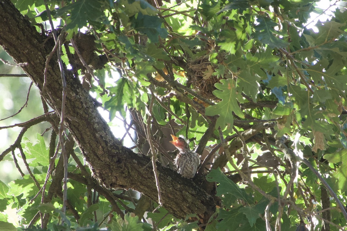 Summer Tanager - Frances Oliver