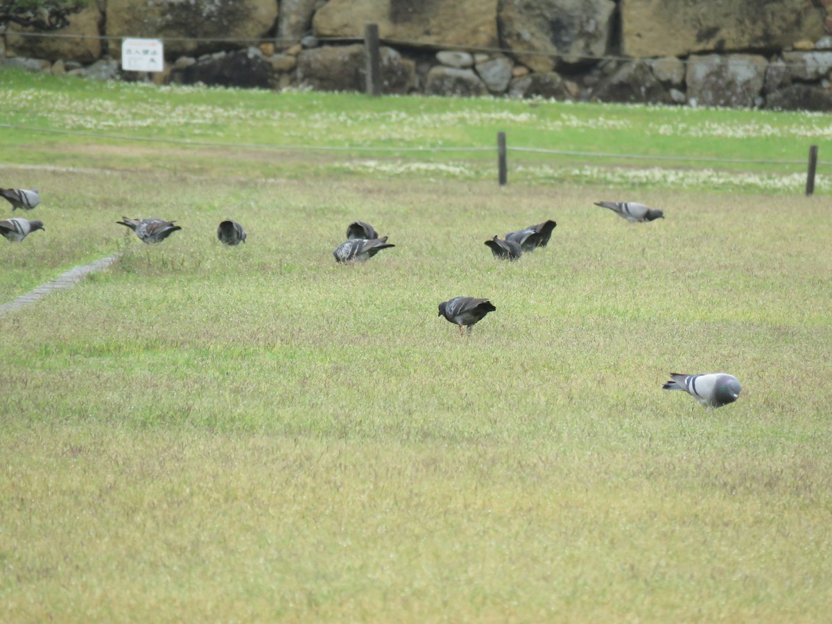 Rock Pigeon (Feral Pigeon) - ML620250692