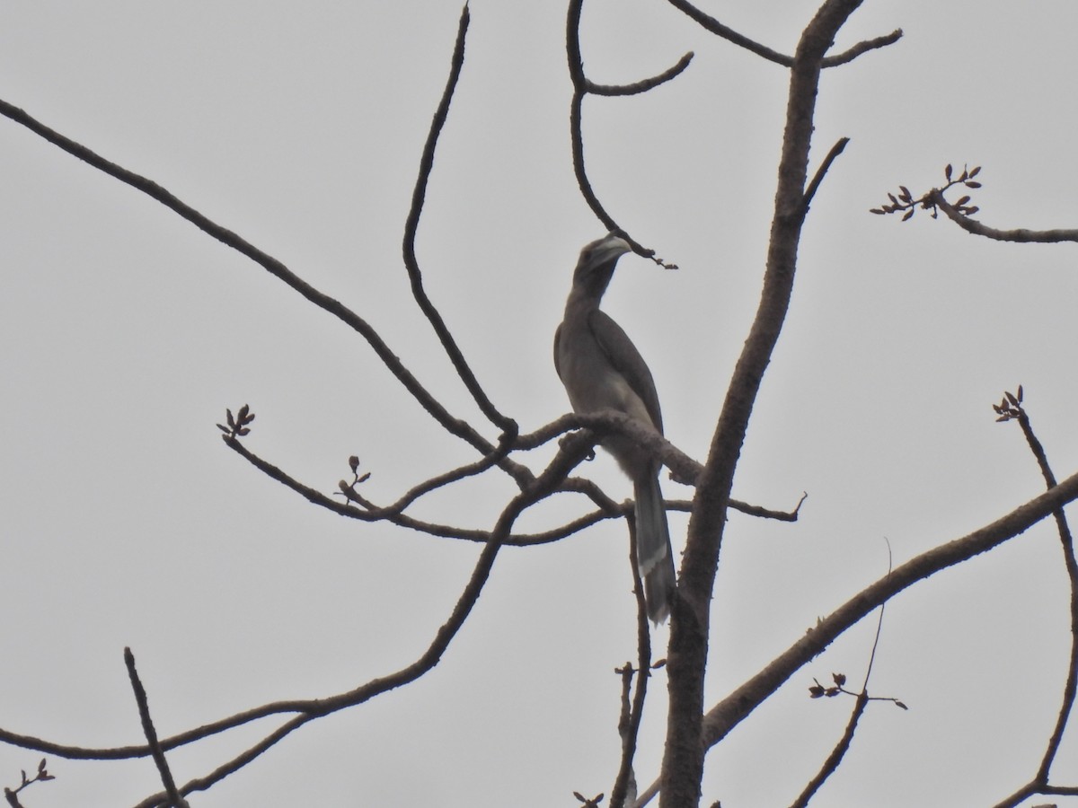 Indian Gray Hornbill - ML620250698