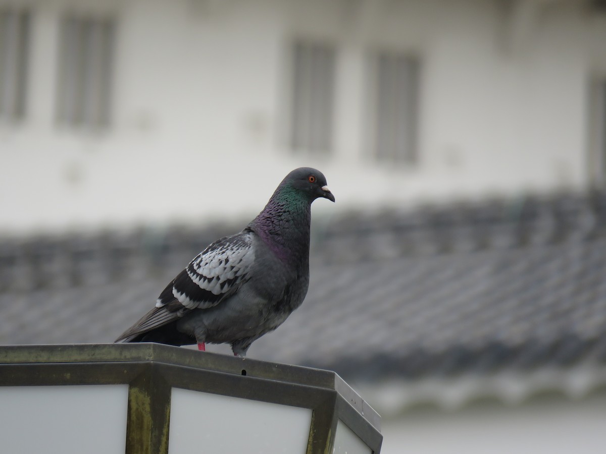 Rock Pigeon (Feral Pigeon) - ML620250701