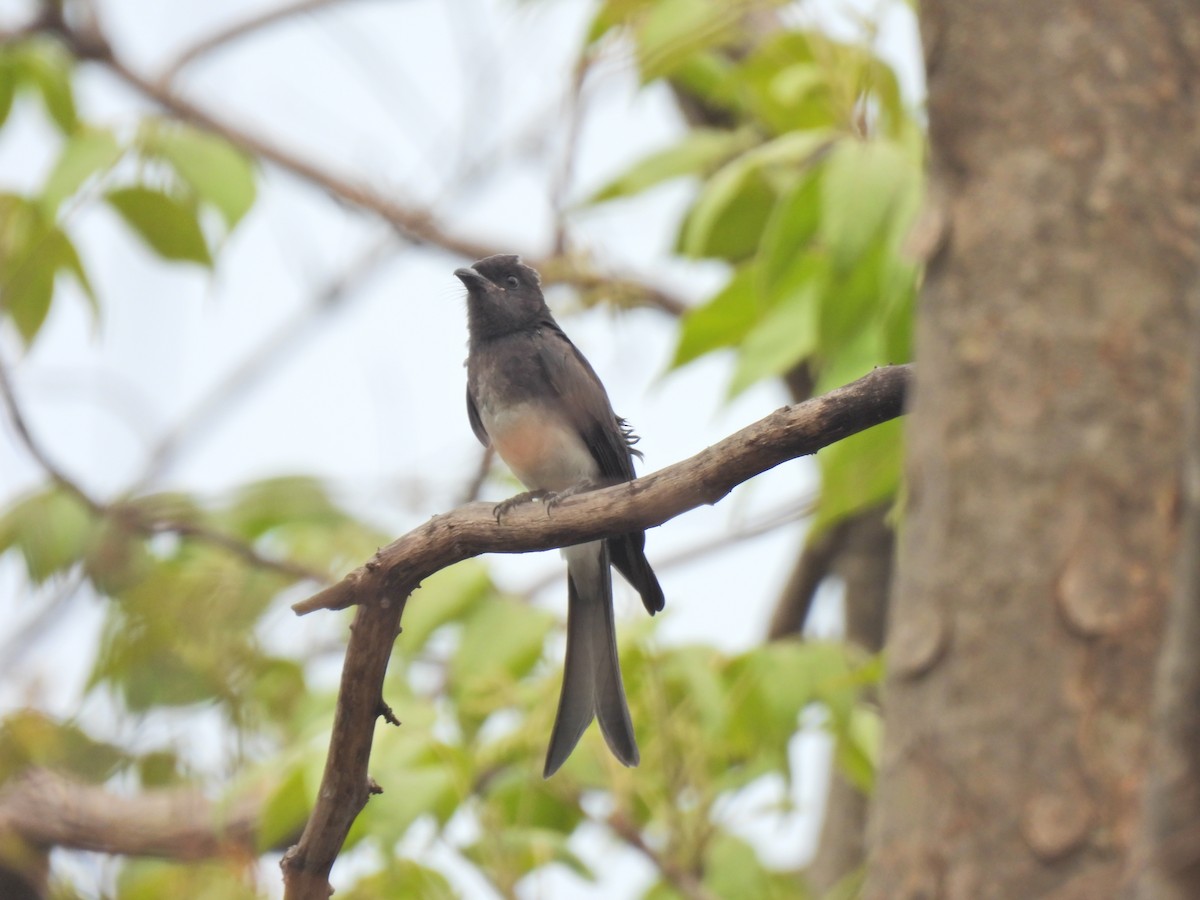 White-bellied Drongo - ML620250707