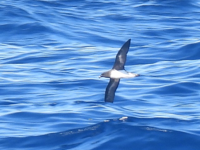 Tahiti Petrel - ML620250713