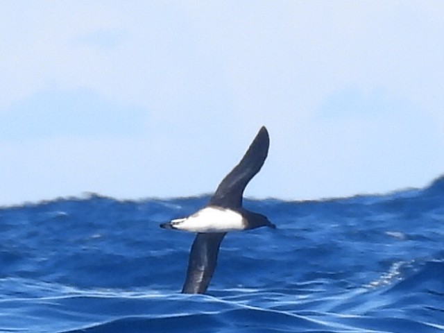 Tahiti Petrel - ML620250716