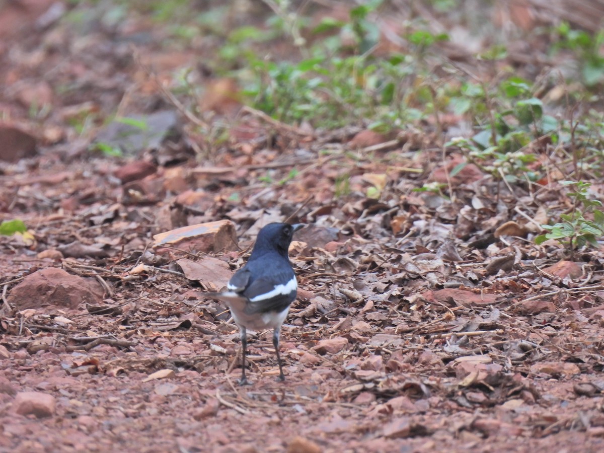 Oriental Magpie-Robin - ML620250718