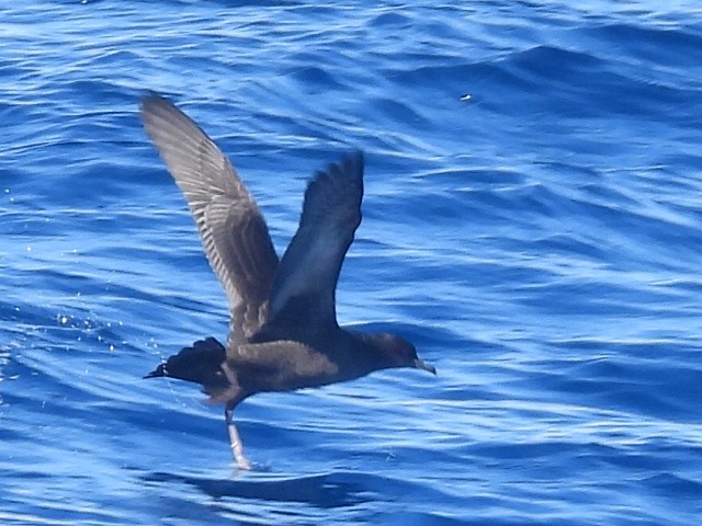 Sooty Shearwater - ML620250721