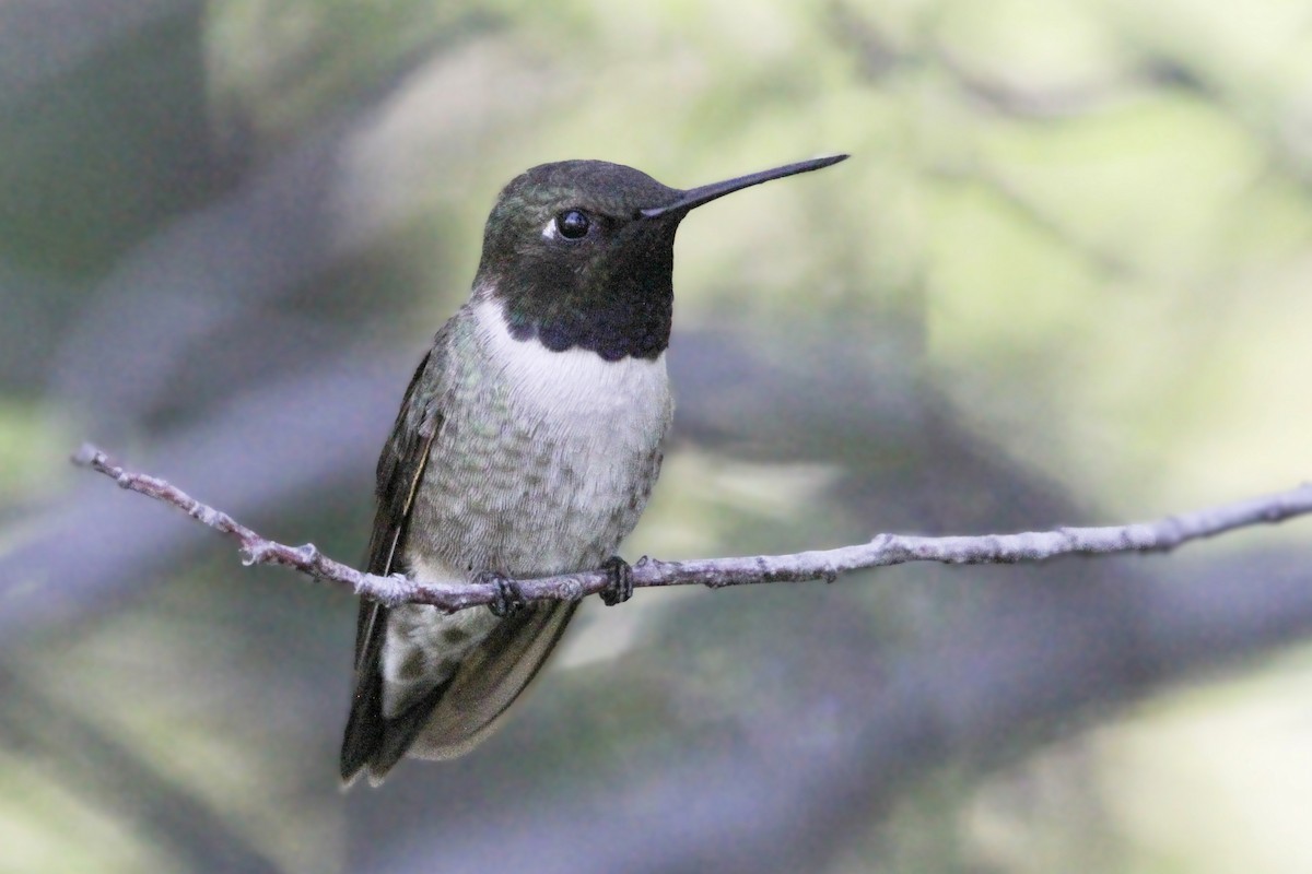 Black-chinned Hummingbird - ML620250722