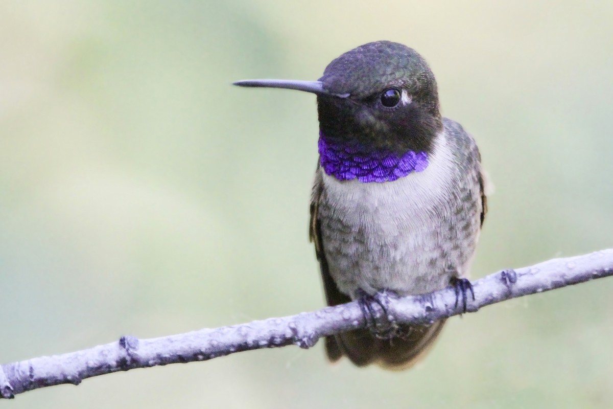 Black-chinned Hummingbird - ML620250723