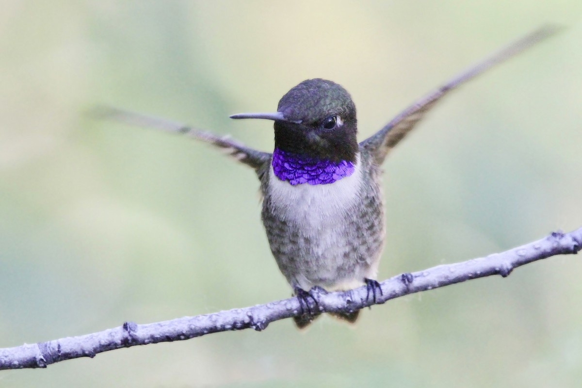 Black-chinned Hummingbird - ML620250724