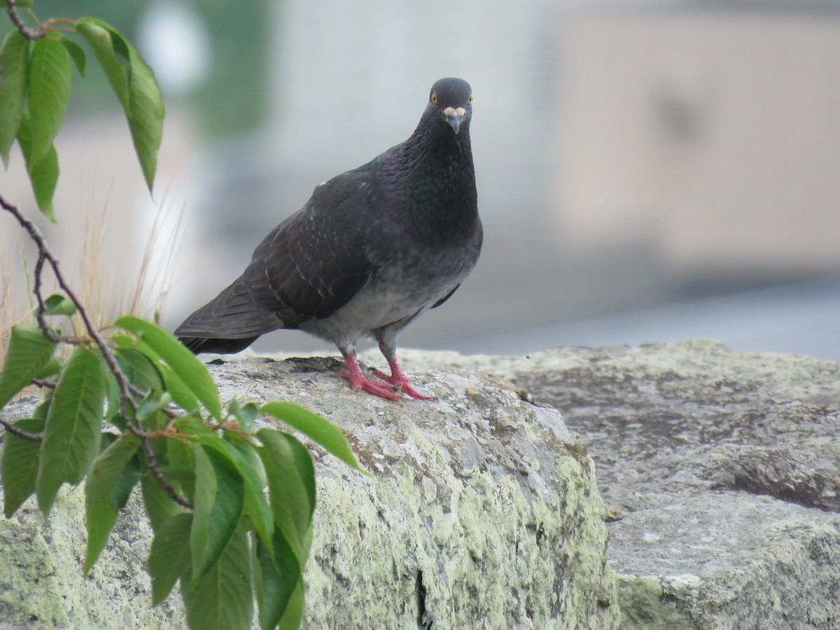 Rock Pigeon (Feral Pigeon) - ML620250725