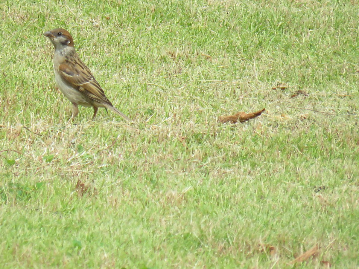 Eurasian Tree Sparrow - ML620250727