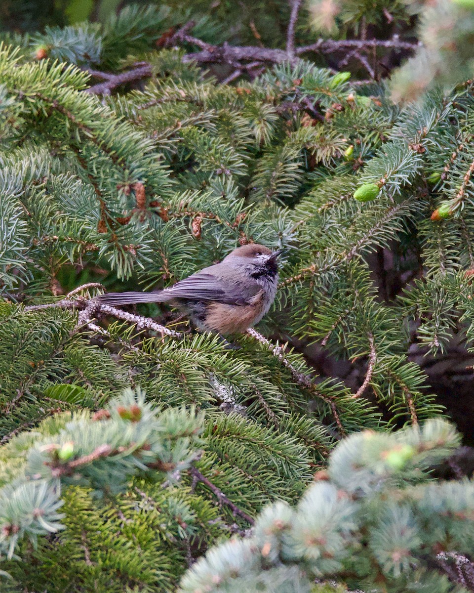 Mésange à tête brune - ML620250730