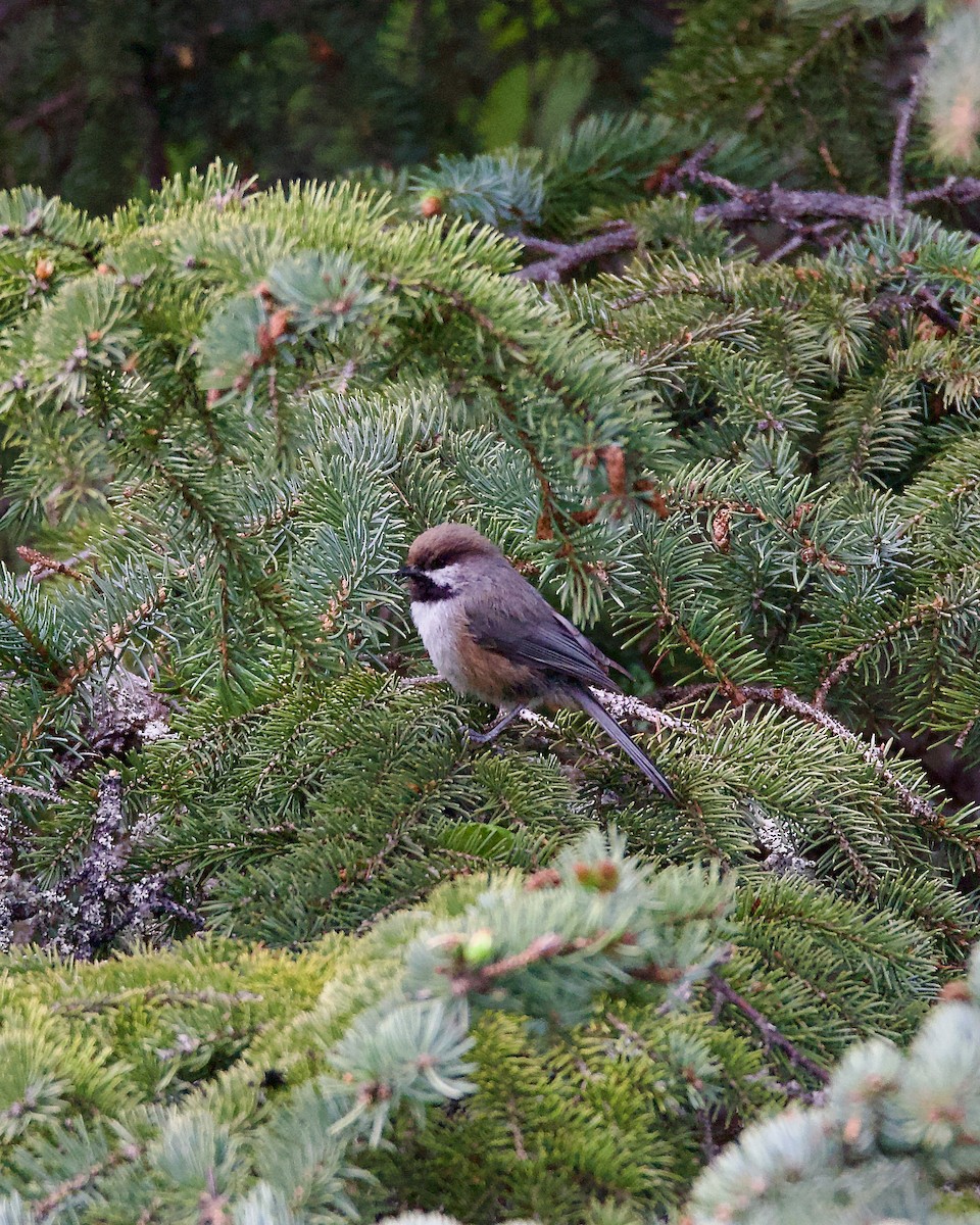 Boreal Chickadee - ML620250731