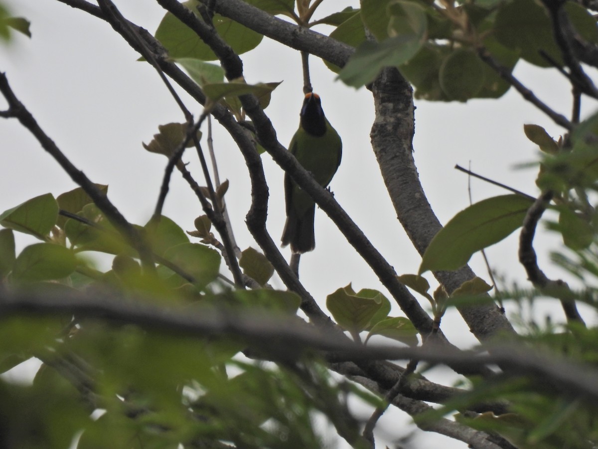 Golden-fronted Leafbird - ML620250734