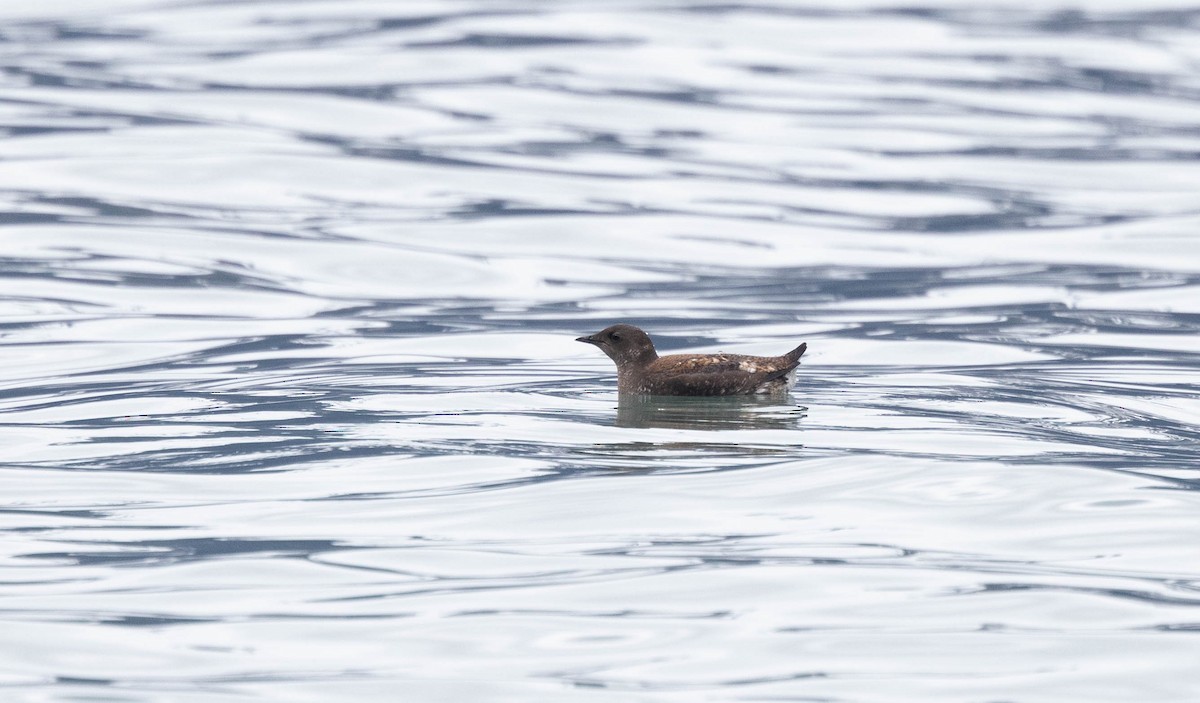 Guillemot marbré - ML620250736