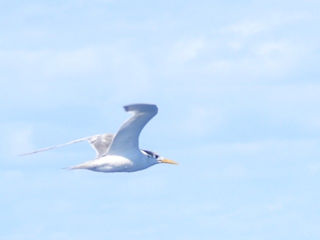 Great Crested Tern - ML620250747