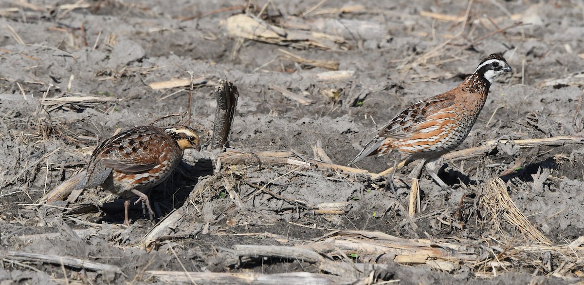 Northern Bobwhite - ML620250749