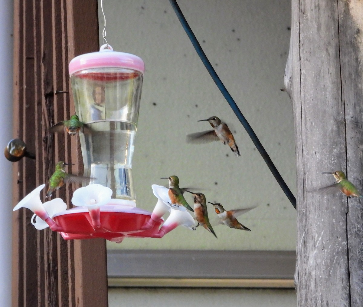 Rufous Hummingbird - ML620250750