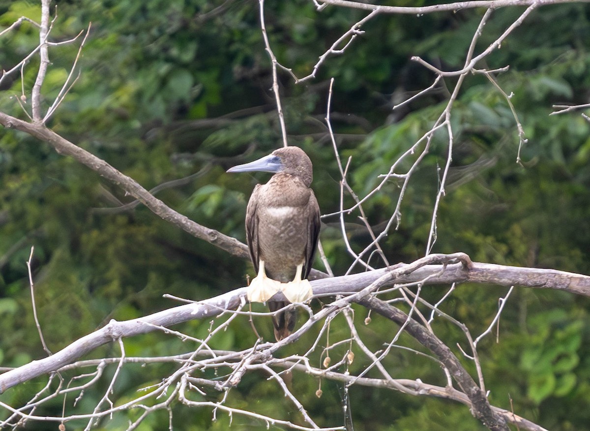 Brown Booby - ML620250753