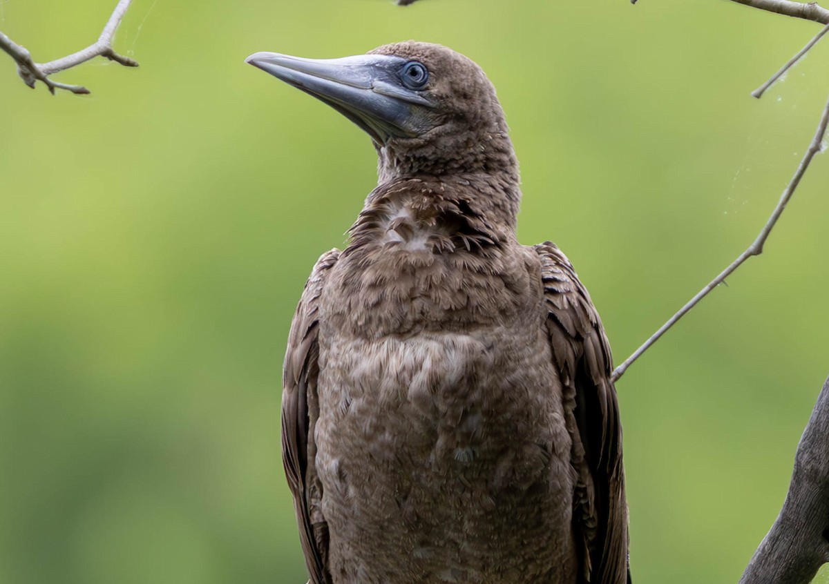 Brown Booby - ML620250755