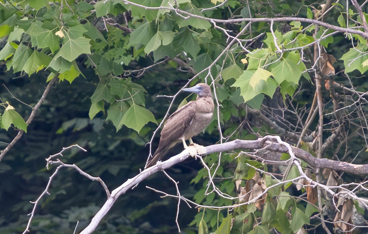 Brown Booby - ML620250757