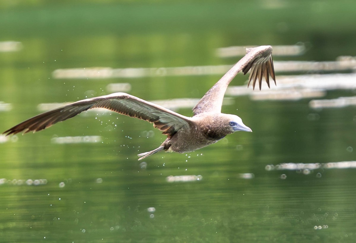 Brown Booby - ML620250760