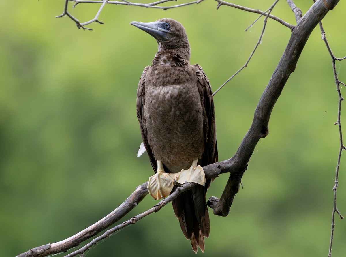 Brown Booby - ML620250762