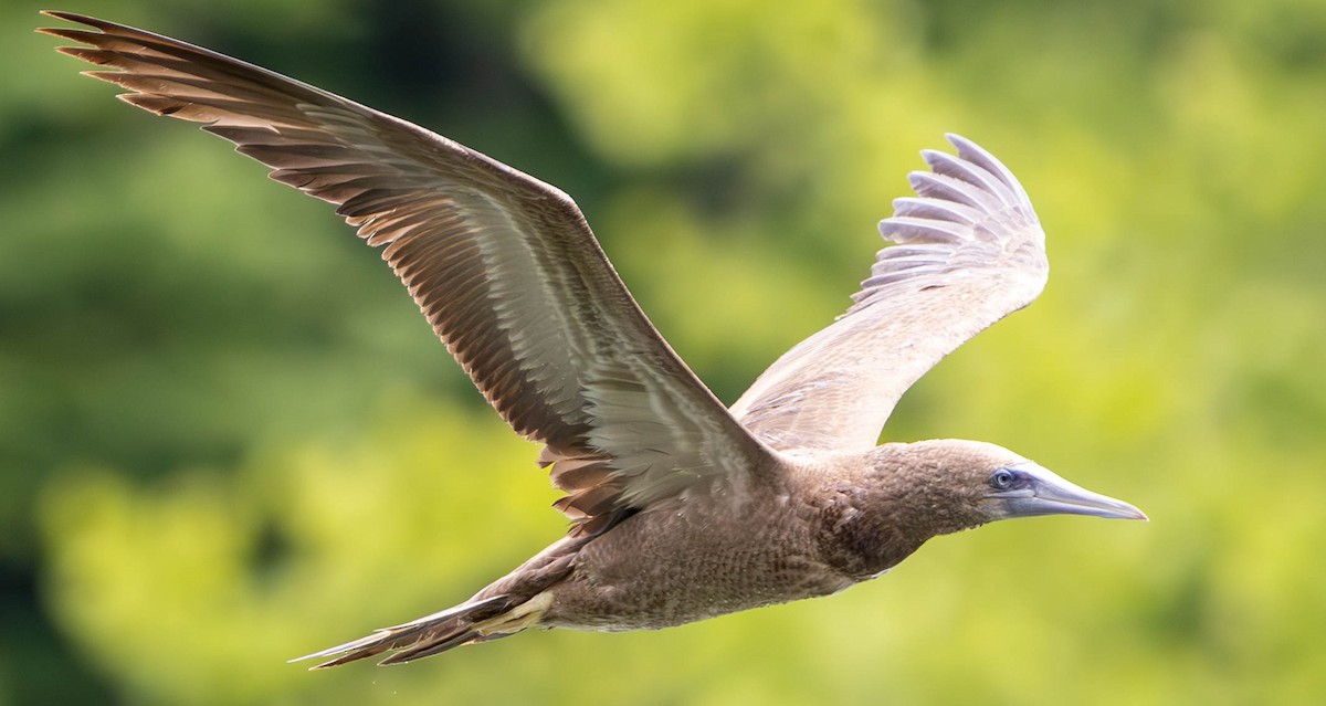 Brown Booby - ML620250766