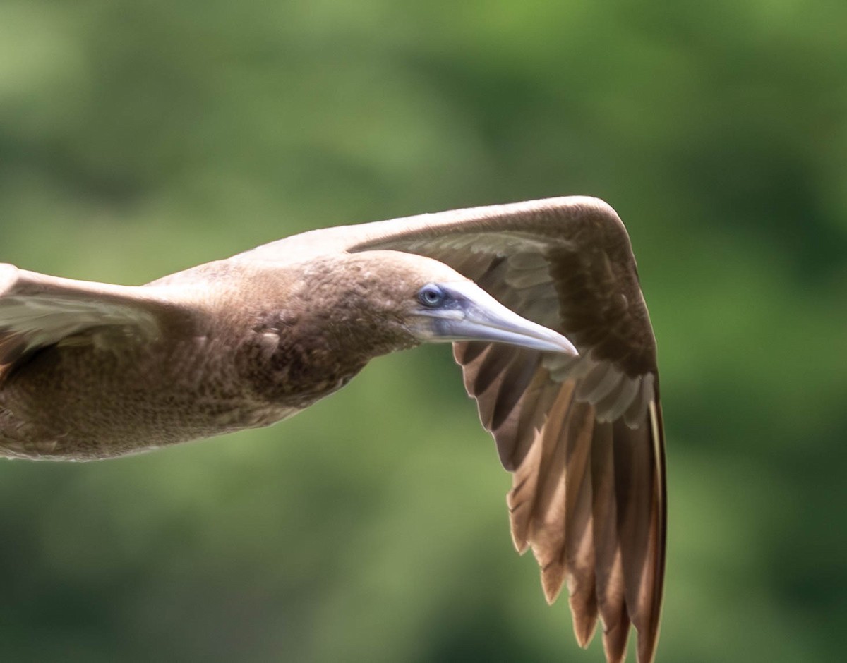 Brown Booby - ML620250769