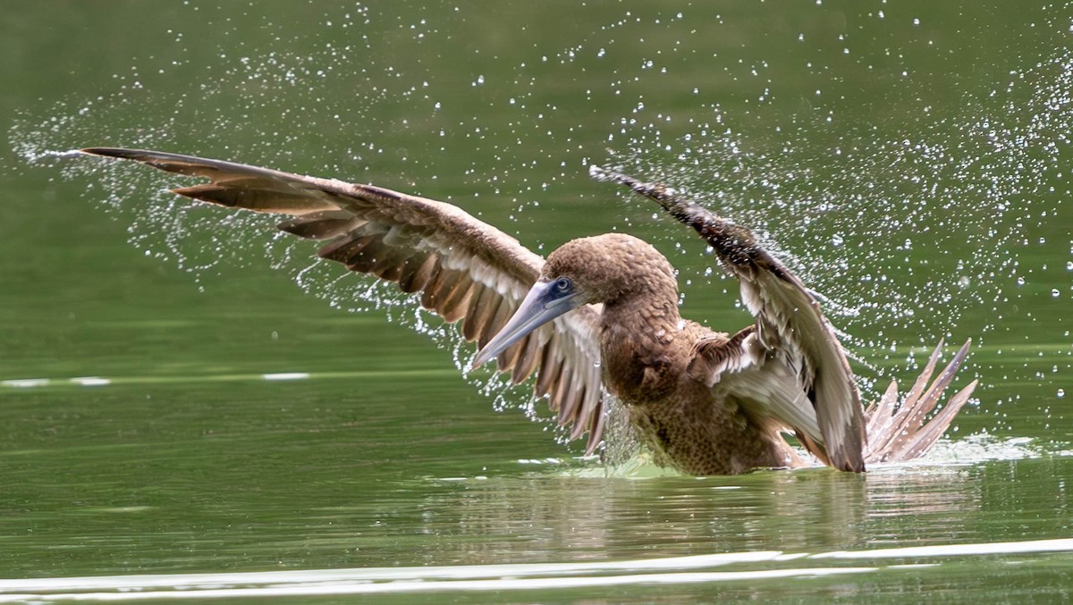 Brown Booby - ML620250770