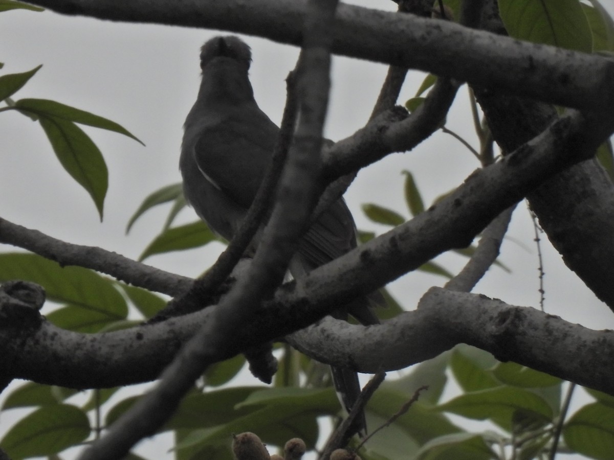 Gray-bellied Cuckoo - ML620250781