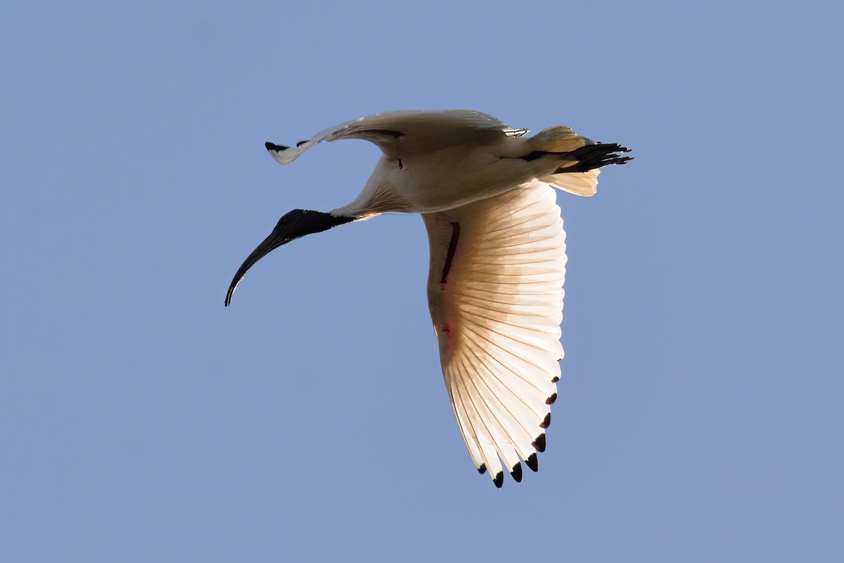 Australian Ibis - ML620250783