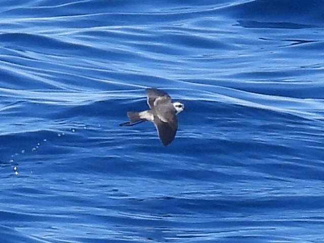 White-faced Storm-Petrel - ML620250784