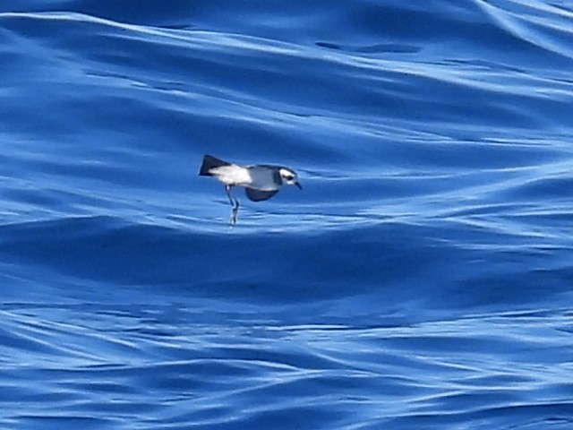 White-faced Storm-Petrel - ML620250785