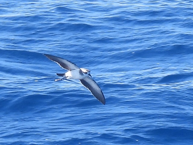 White-faced Storm-Petrel - ML620250786