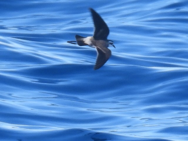 White-faced Storm-Petrel - ML620250787