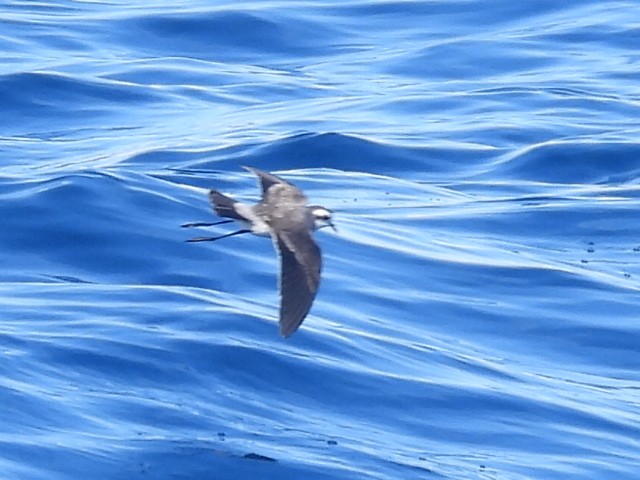 White-faced Storm-Petrel - ML620250788