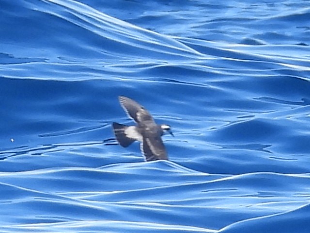 White-faced Storm-Petrel - ML620250789