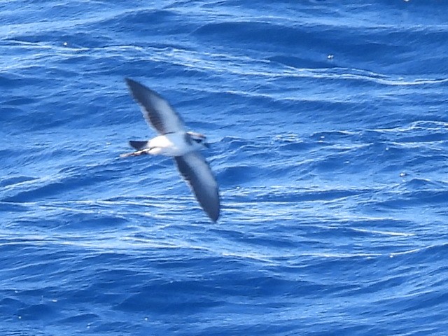 White-faced Storm-Petrel - ML620250790