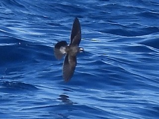 White-faced Storm-Petrel - ML620250791