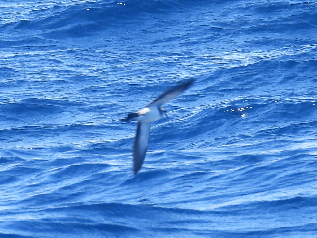 White-faced Storm-Petrel - ML620250792