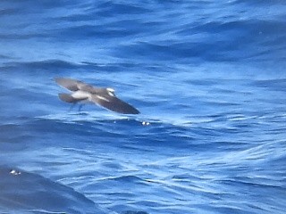 White-faced Storm-Petrel - ML620250793