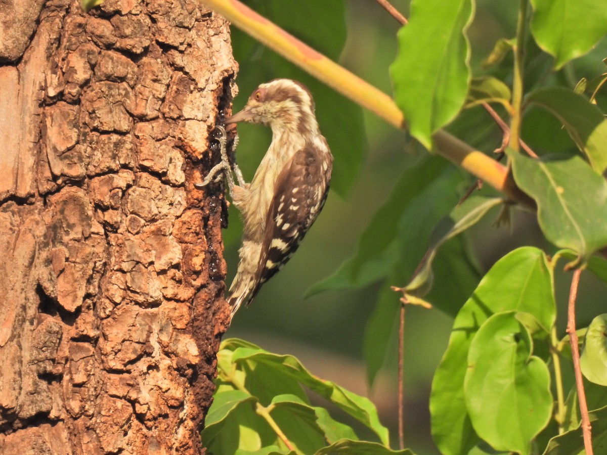 Brown-capped Pygmy Woodpecker - ML620250795