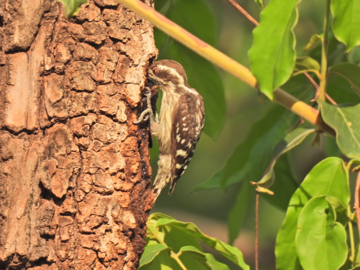 Brown-capped Pygmy Woodpecker - ML620250796