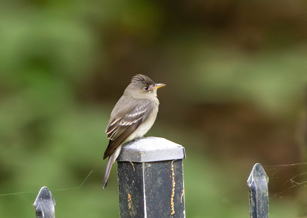 Eastern Wood-Pewee - ML620250799